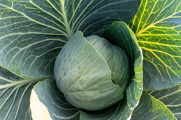 Cabbage grows in garden with large green leaves wrapped around a smooth round head located in bright light during a spring day in the countryside.