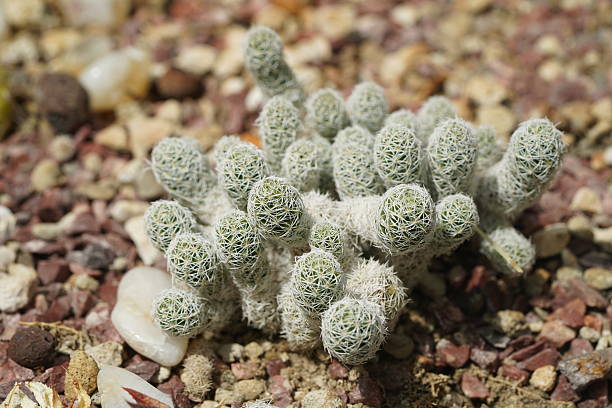Thimble Cactus Close Up Shot Plant and Stones