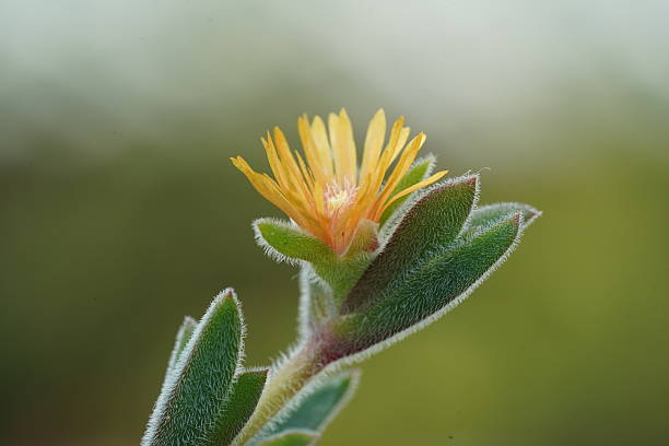 Explore the vibrant beauty of Dorotheanthus bellidiformis also known as the Livingstone daisy Perfect for flower lovers and nature photography enthusiasts