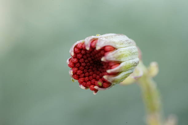 Detailed macro photograph of an unopened red flower bud revealing intricate details of nature's beauty and potential growth of a stunning blossom