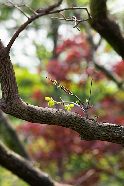 Seoul Cheongwadae Nokjiwon Korea