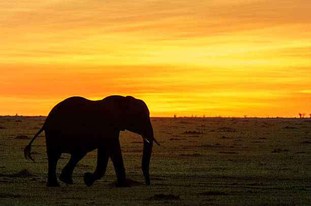 Mono African elephant passes camera at sunrise