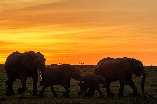Wild African elephants silhouetted against a vibrant sunset sky.Taken at Masai Mara, Kenya, Africa