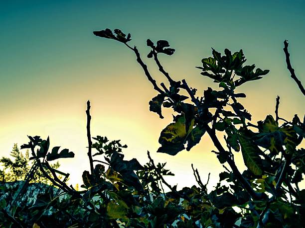 Desert plant silhouette against a colorful gradient sky transitioning from teal to yellow. Artistic nature photography with dramatic backlighting and natural composition.
