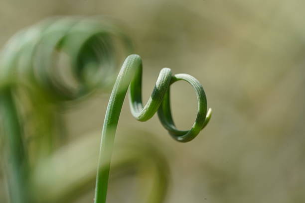 A close up macro shot of a curly green shoot showing the natural beauty of springtime details in a soft and blurred background