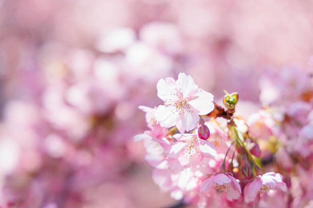 Kawazu cherry blossoms blooming along the Yodo Waterway in Fushimi Ward, Kyoto Prefecture