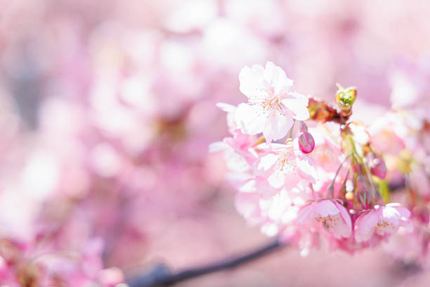 Kawazu cherry blossoms blooming along the Yodo Waterway in Fushimi Ward, Kyoto Prefecture