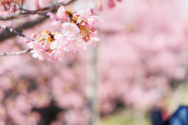 Kawazu cherry blossoms blooming along the Yodo Waterway in Fushimi Ward, Kyoto Prefecture