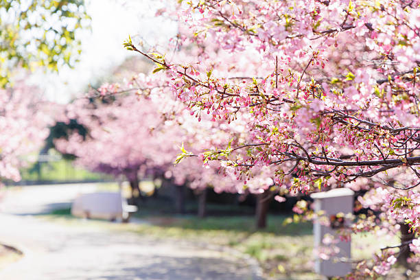 Cherry Blossom