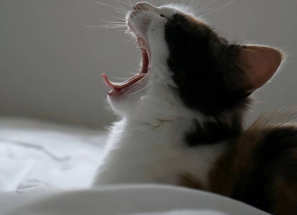 Close-up side view of a young calico kitten yawning while resting indoors. Soft natural light & shallow depth of field create a calm, cozy atmosphere. Concept of relaxation, sleepiness & comfort.