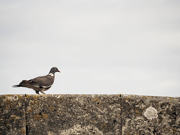 A lone pigeon stands on a weathered stone wall against a pale sky, creating a calm minimalist composition with ample copy space.