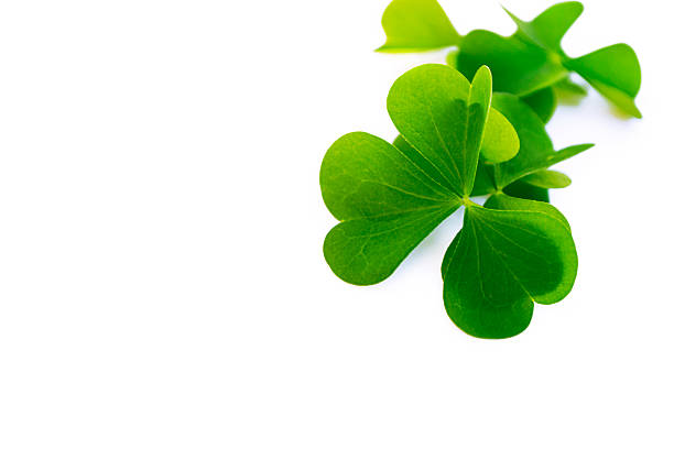 Green clover leaves on a white background. Space for text. St.Patrick 's Day. foliage shamrock.
