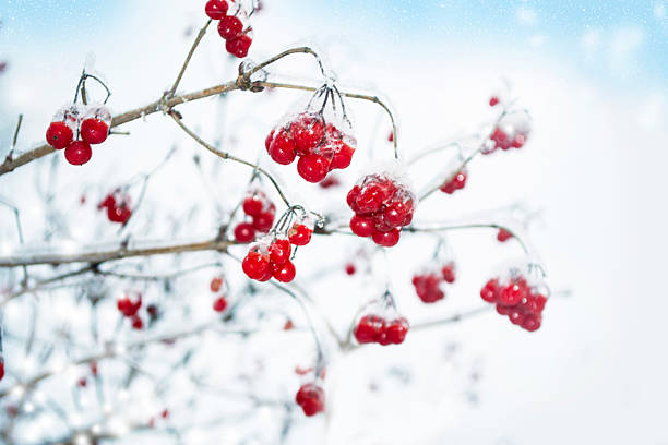 Rowan berries covered with snow. branch in winter. Landscape.