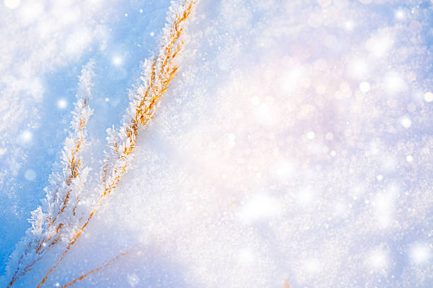 Blurred frozen grass. Winter abstract background. Landscape. outdoor