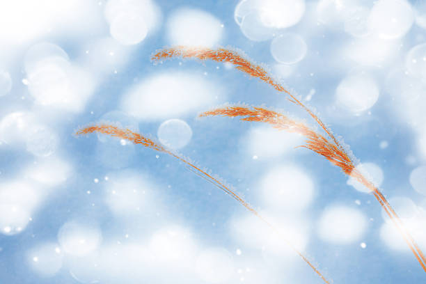 Blurred frozen grass. Winter abstract background. Landscape. outdoor
