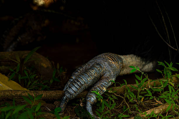 Claws of a Endangered cassowary in Daintree rainforest.
