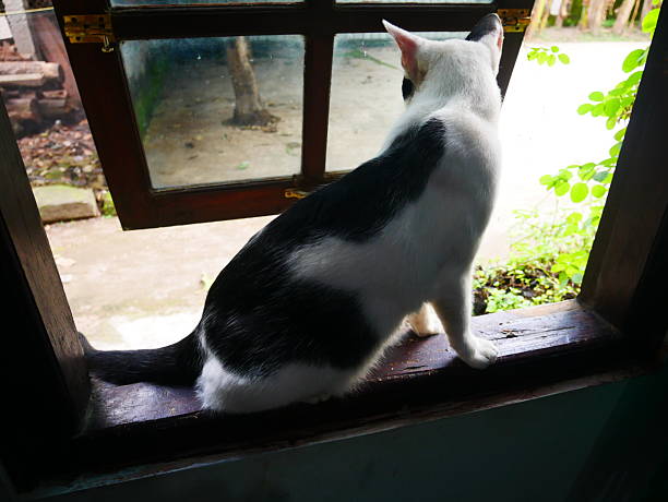 a black and white domestic cat sitting on a wooden windowsill, gazing attentively toward the outdoors through an open window. The composition emphasizes the cat’s back and posture, conveying a sense of quiet curiosity and contemplation as natural light illuminates its smooth fur and creates a gentle contrast between the dim interior and the bright exterior. The presence of greenery outside the window adds a calm, natural atmosphere, while the framing suggests a moment of pause between indoor comfort and the allure of the outside world.