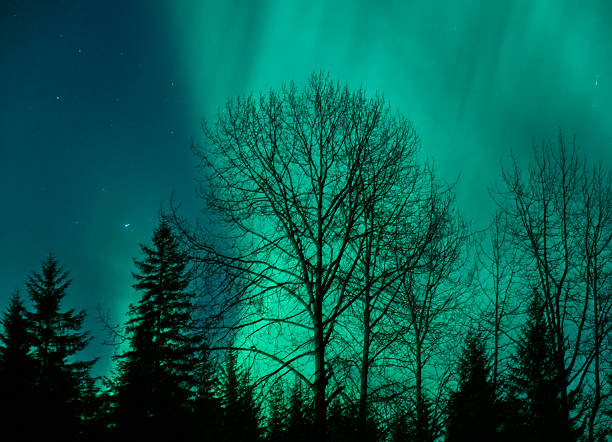 Aurora Borealis with tree silhouettes in Southeast Alaska