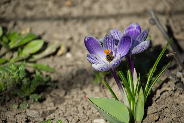 A close-up captures a bee collecting pollen from a purple and white striped crocus flower in the spring sunshine.