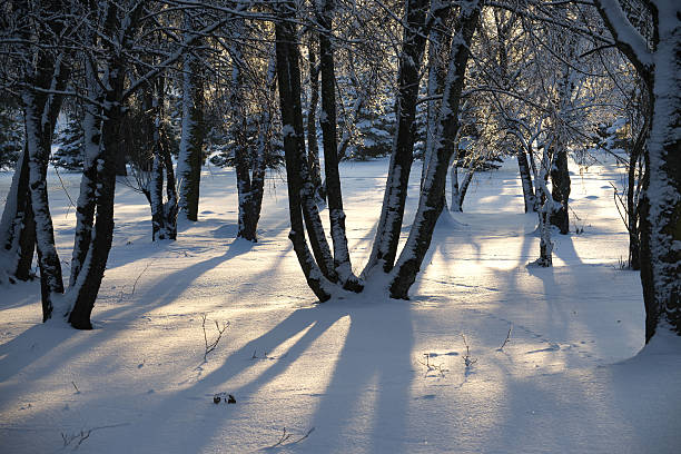 Golden hour sunlight illuminates a serene winter forest scene with snow blanketing the ground and trees