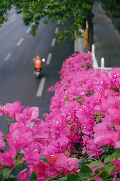 Pink bougainvillea blooming on the streets