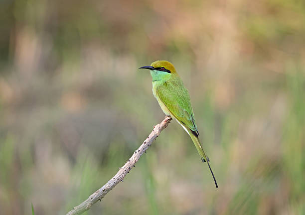 Asian green bee-eater, also known as the little green bee-eater, and just green bee-eater, is a bird species in the bee-eater family.
