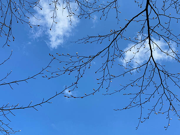 Tree branches with swollen buds in early spring against blue sky.
