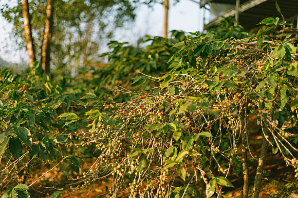 Coffee tree in coffee plantation in agriculture farm on Pang Khon village , Chiang Rai province of Thailand.
