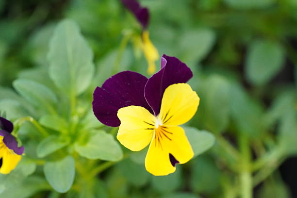 Enjoy this close up view of a beautiful pansy flower in full bloom The vibrant purple and yellow petals make this flower a standout among green leaves