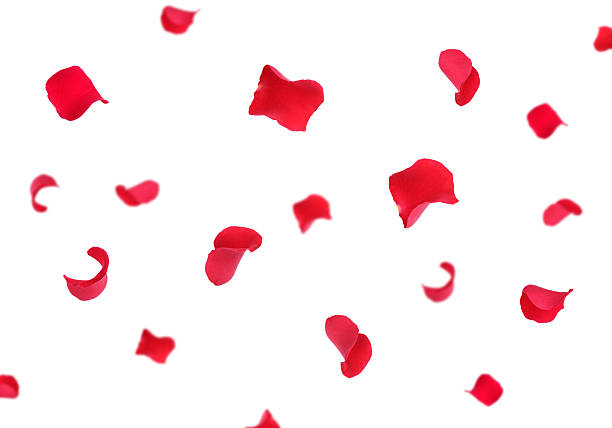 istock Beautiful rose petals flying on white background 2258416184