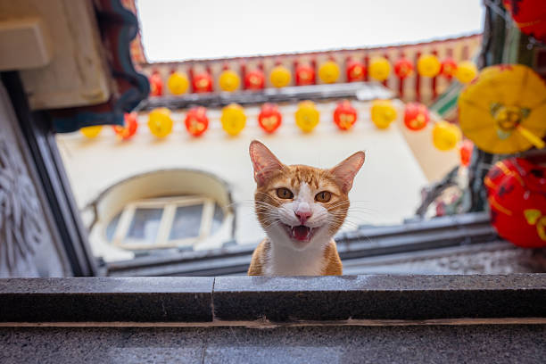 Curious ginger cat is looking down while meowing in Kek Lok Si Temple.Penang Island - Malaysia.