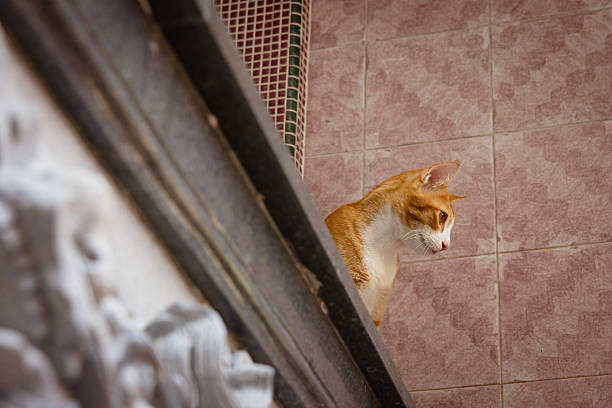 Ginger cat is looking down while meowing at Kek Lok Si Temple.Penang Island - Malaysia.