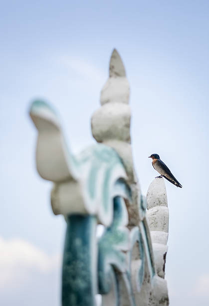 Barn swallows (Hirundo rustica) in my window, a warmd day in summer, Birds overheated.