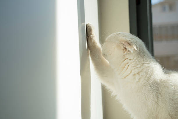 A white Scottish Fold cat with blue eyes is licking its paw. (stock photo)