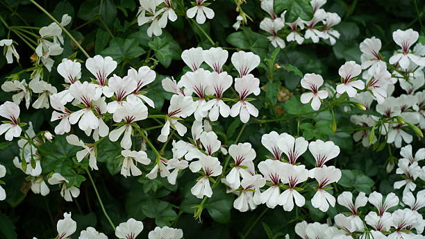 Free picture: A pure white geranium flower (Pelargonium hortorum)