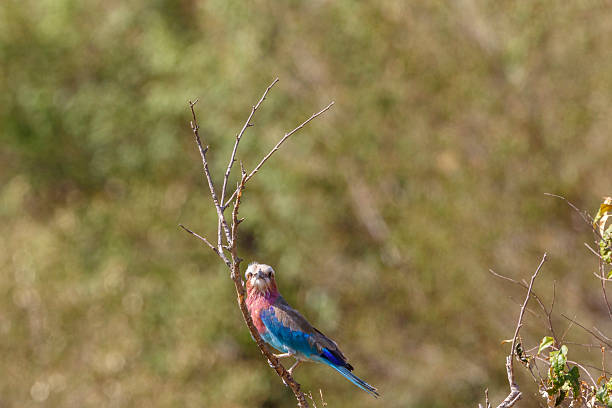 Lilac breasted roller on a twig looking up