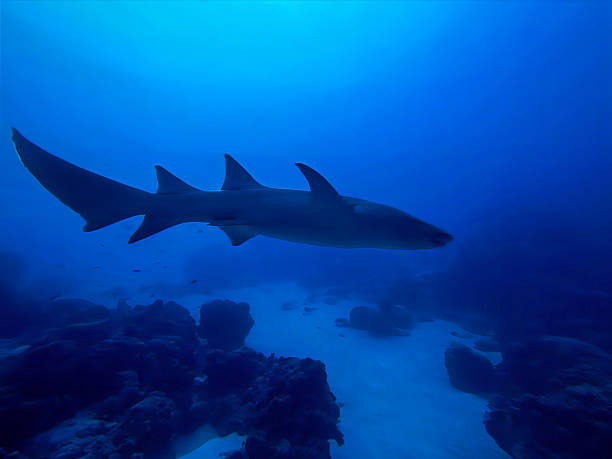 Underwater photo from a scuba dive at an iconic night dive