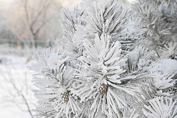 Winter christmas background - snow falling on pine tree branches.