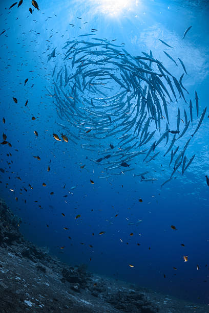 istock A Massive School of Giant Barracuda Fish Swimming in Circle Vortex Crystal Clear Underwater 2258434203
