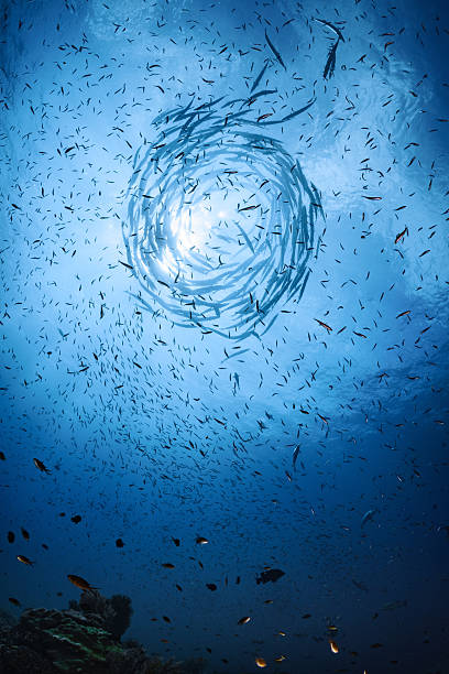 istock Vortex of Giant Silver Barracuda Fish School Underwater Ocean 2258434216