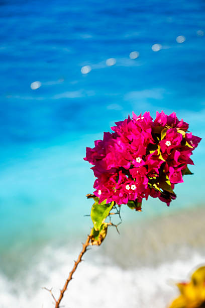 Vivid Bougainvillea Blazing by the Seashore