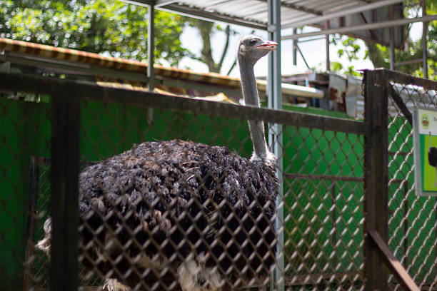 landscape of ostriches in an iron cage