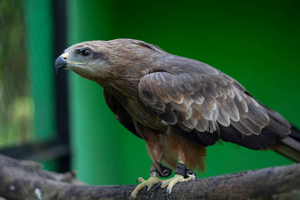 Landscape and close-up image of a perched black-bellied eagle.