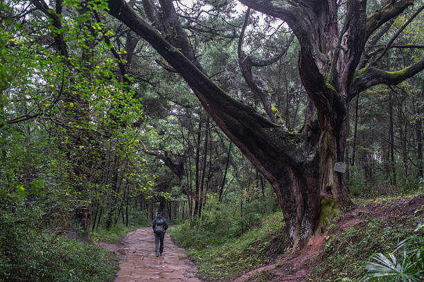 A backpacker is passing by a thousand-year-old cypress tree alongside ancient Shu Road(historical transportation route in Sichuan), Guangyuan, Sichuan Province, China.