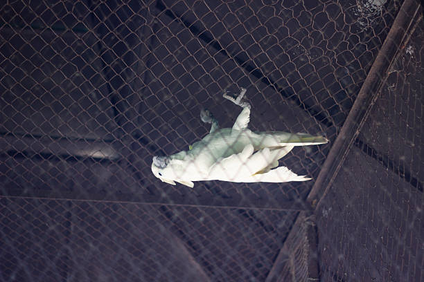 Close-up of a colorful parrot standing behind a wire mesh in a zoo. The bird's vibrant plumage is partially visible, with a focus on its face and surrounding environment.