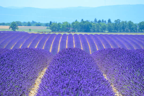 Lavender flowers blossoming on the plateau of Valensole in the Provence during a summer day. It typically occurs from late June to mid-July, depending on the weather and elevation. The air is filled with sounds of buzzing bees and the scent of lavender permeates the air. Golden wheat fields grow nearby, adding colorful contrast. Local products include lavender oil, soaps, liqueurs, and honey.