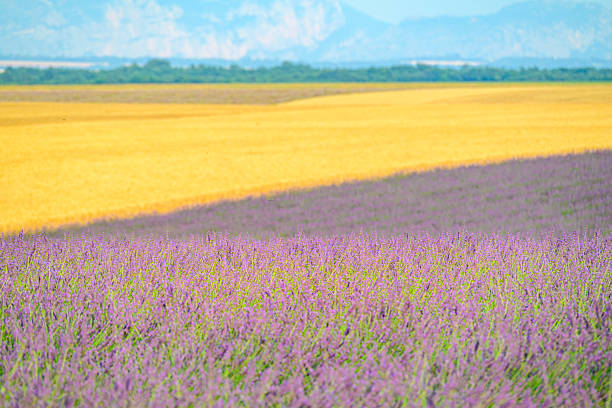 Lavender flowers blossoming on the plateau of Valensole in the Provence during sunset after a summer day. It typically occurs from late June to mid-July, depending on the weather and elevation. The air is filled with sounds of buzzing bees and the scent of lavender permeates the air. Golden wheat fields grow nearby, adding colorful contrast. Local products include lavender oil, soaps, liqueurs, and honey.