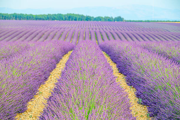 Lavender flowers blossoming on the plateau of Valensole in the Provence during a summer morning. It typically occurs from late June to mid-July, depending on the weather and elevation. The air is filled with sounds of buzzing bees and the scent of lavender permeates the air.  Local products include lavender oil, soaps, liqueurs, and honey.