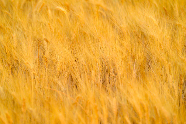 Close op of a golden yellow wheat field with during summer in the Provence, France.