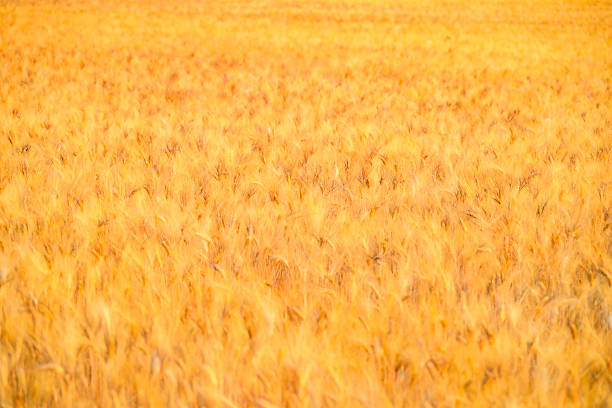 Close op of a golden yellow wheat field with during summer in the Provence, France.